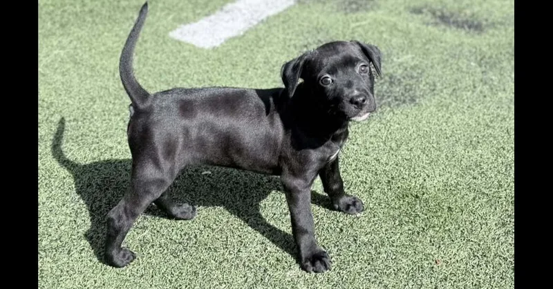 A baby medium-sized female Tricolor (Brown, Black, & White) Hound dog named Ruby for adoption in Youngsville, NC
