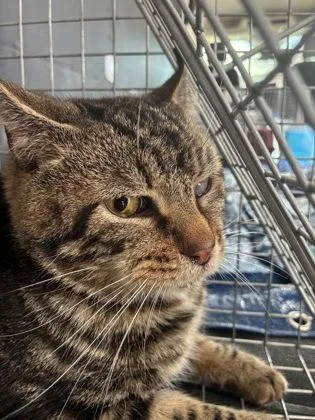 An adult medium-sized male Domestic Short Hair cat named Jigsaw for adoption in Lafayette, IN