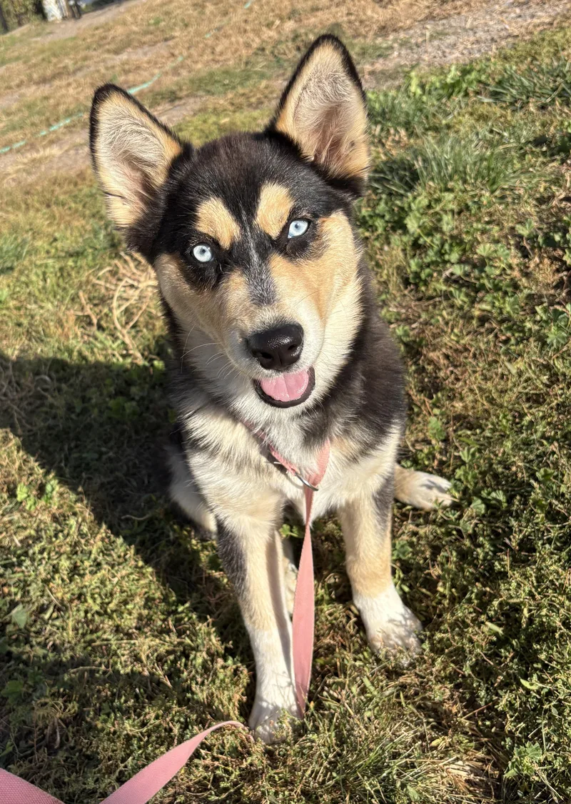 A baby medium-sized female Tricolor (Brown, Black, & White) Husky dog named Brownie for adoption in Grant, NE