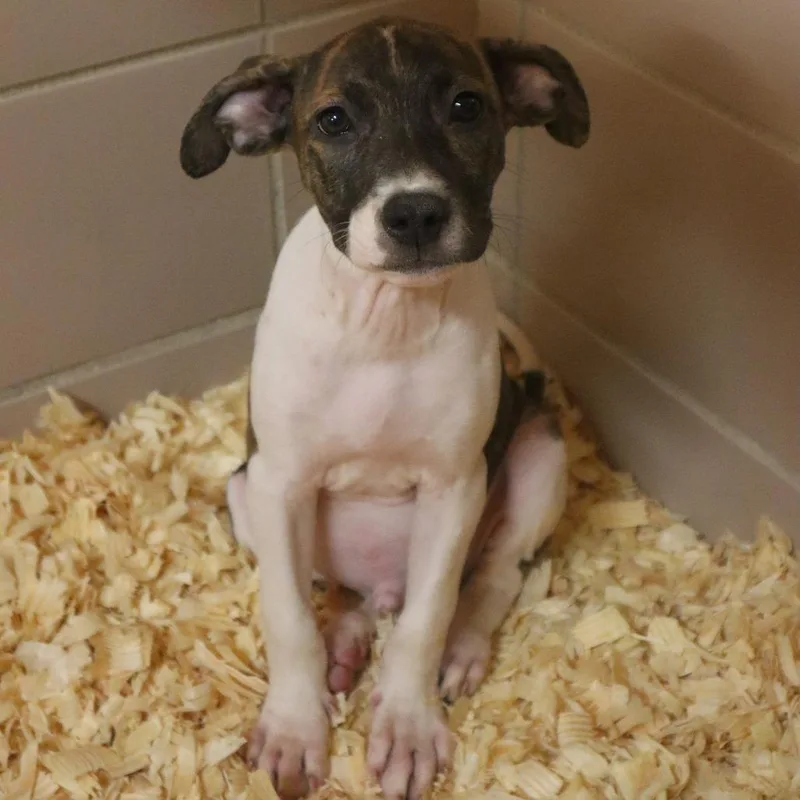 A baby small-sized male Brindle Mixed Breed dog named Gambit for adoption in Waukesha, WI