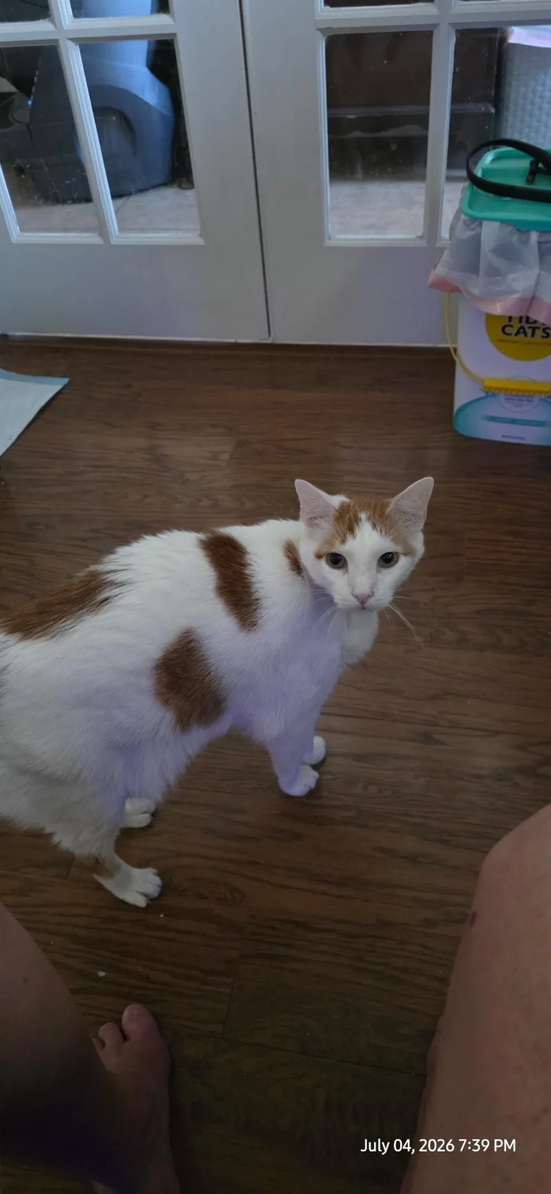 A senior large-sized male Orange & White Tabby cat named Monkey for adoption in Arlington, TX