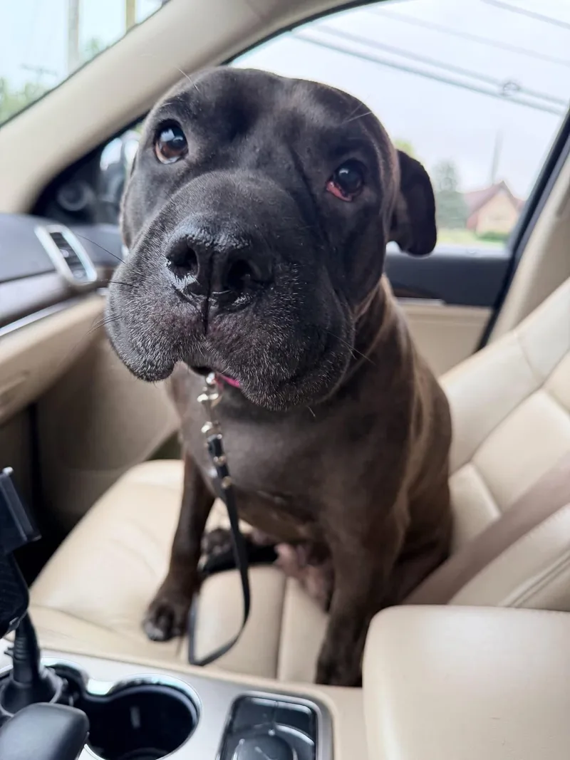 An adult medium-sized female Pit Bull Terrier dog named Coffee Bean for adoption in Germantown, OH