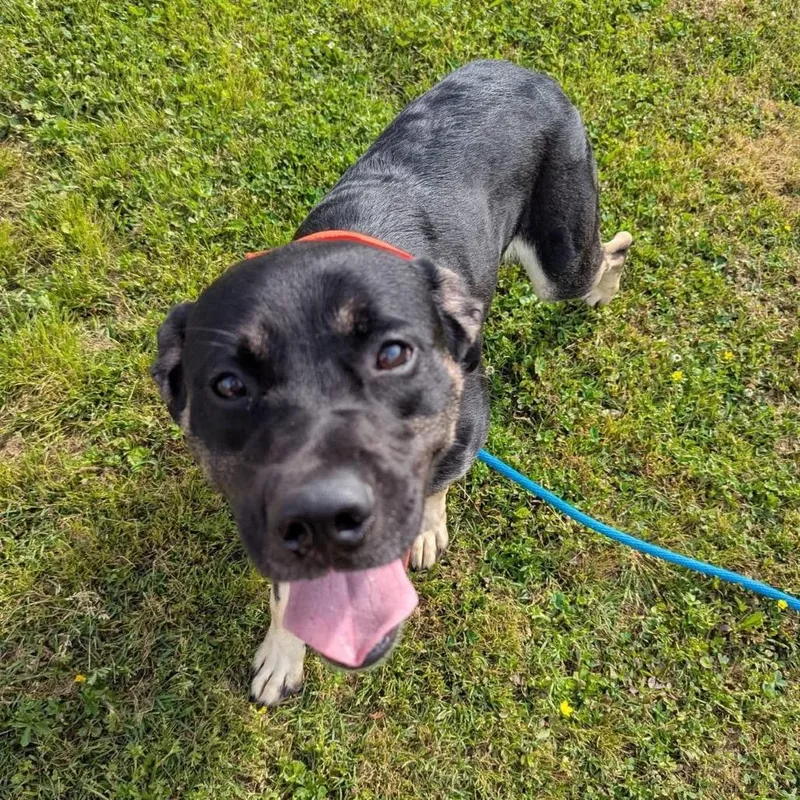 An adult medium-sized male Black Mixed Breed dog named Aladdin for adoption in Columbiana, AL