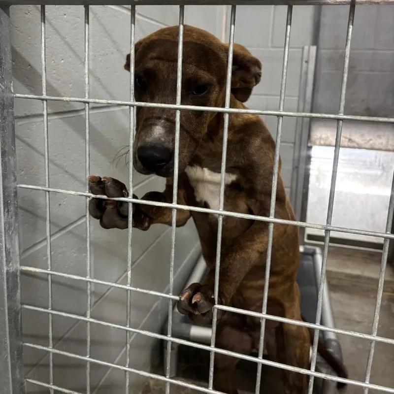 A young medium-sized male Brindle Labrador Retriever dog named Bennie for adoption in Brookfield, MO