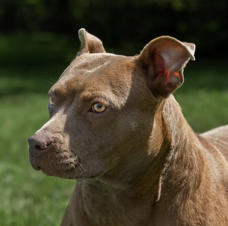 A young medium-sized female Brown / Chocolate American Staffordshire Terrier dog named Diva for adoption in Tomball, TX
