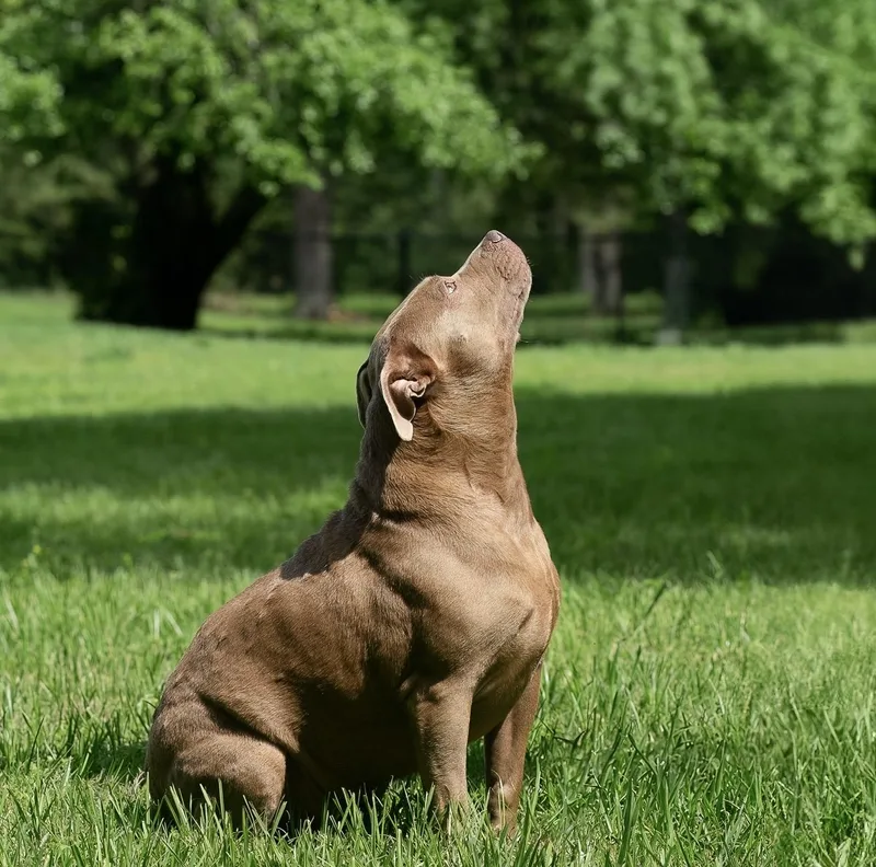Diva thumbnail 5