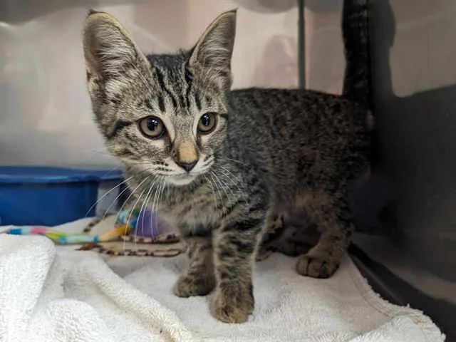 A baby small-sized female Domestic Short Hair cat named Willow for adoption in Santa Cruz, CA
