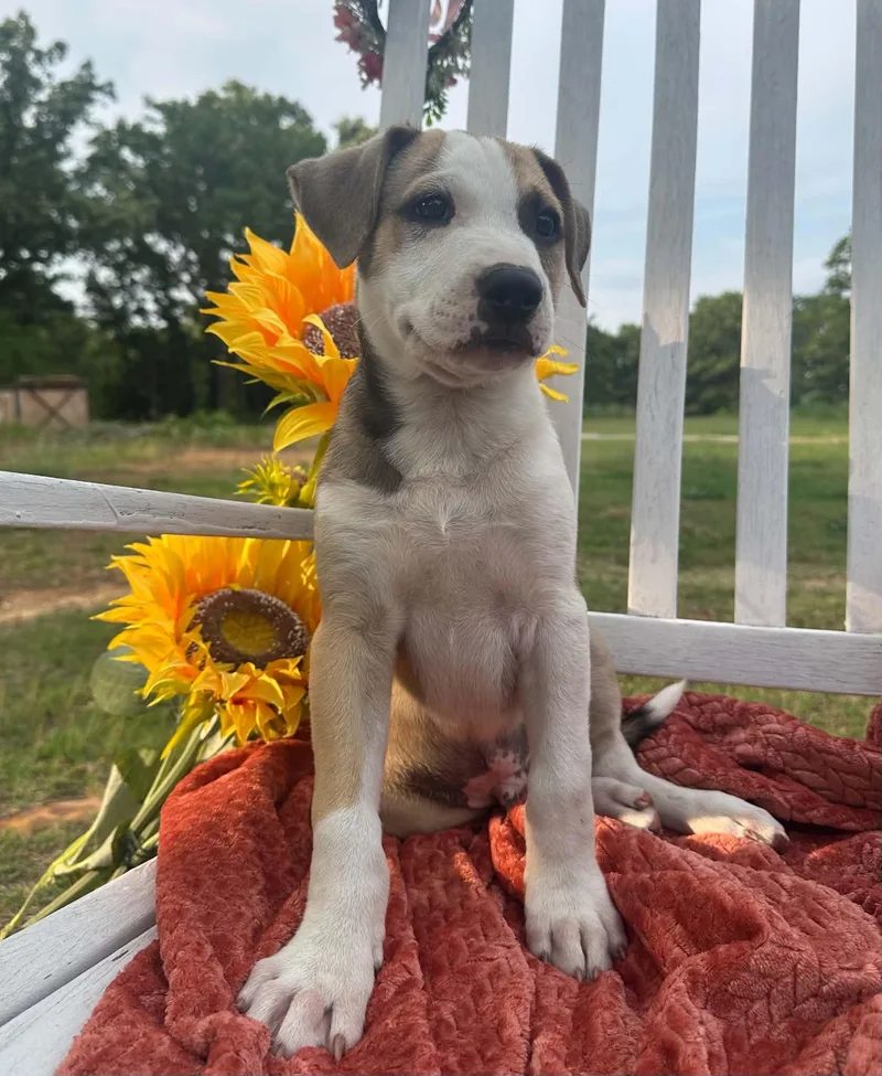 A baby medium-sized male Mixed Breed dog named Pistachio for adoption in Okemah, OK