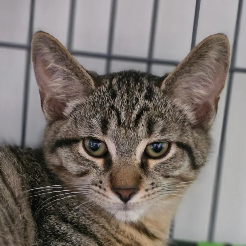 A baby small-sized male Brown / Chocolate Domestic Short Hair cat named Deacon for adoption in Muncie, IN