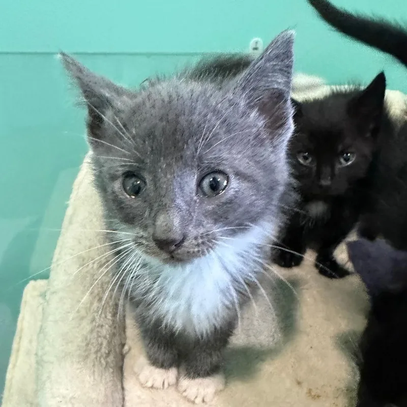 A baby small-sized male Gray / Blue / Silver Domestic Short Hair cat named Brewers for adoption in Marion, VA