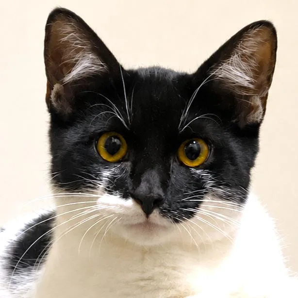A baby large-sized male Turkish Van cat named Noble Nova Amazing for adoption in Danbury, CT