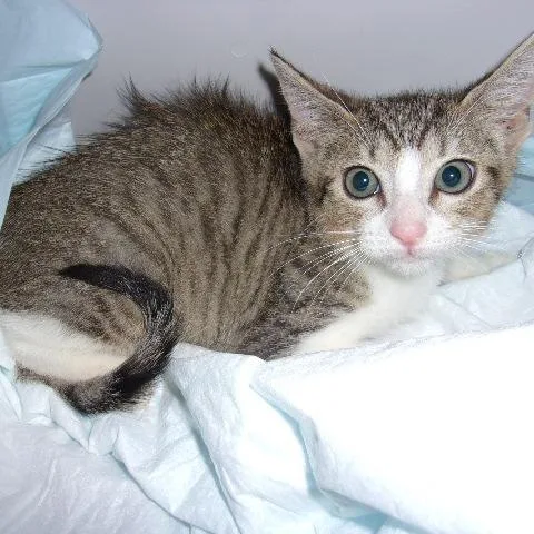 A baby small-sized female White Domestic Short Hair cat named Celeste for adoption in Milton, FL