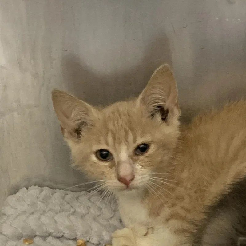 A baby small-sized female Orange / Red Domestic Short Hair cat named Nala for adoption in Dickinson, TX