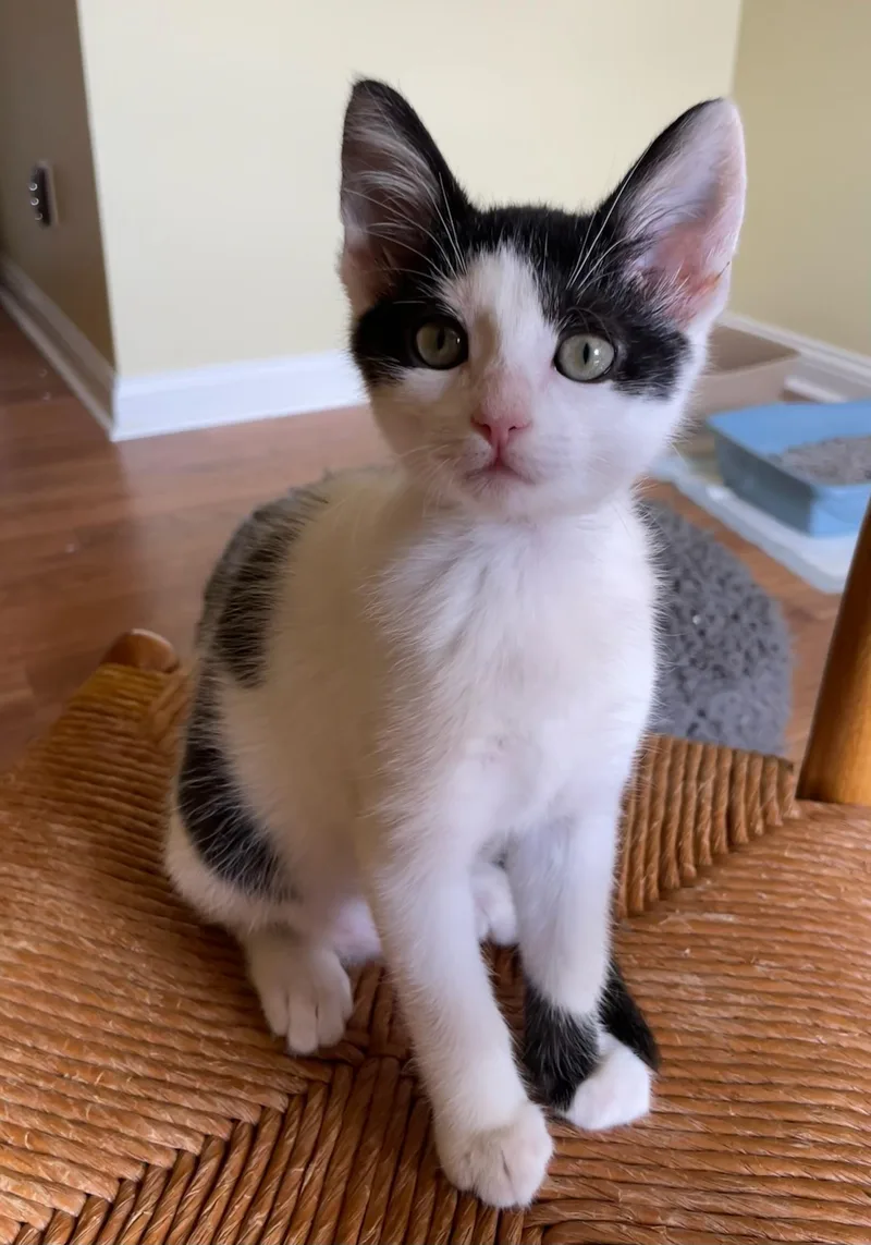 A baby medium-sized female White Domestic Short Hair cat named Daisy for adoption in Mount Juliet, TN