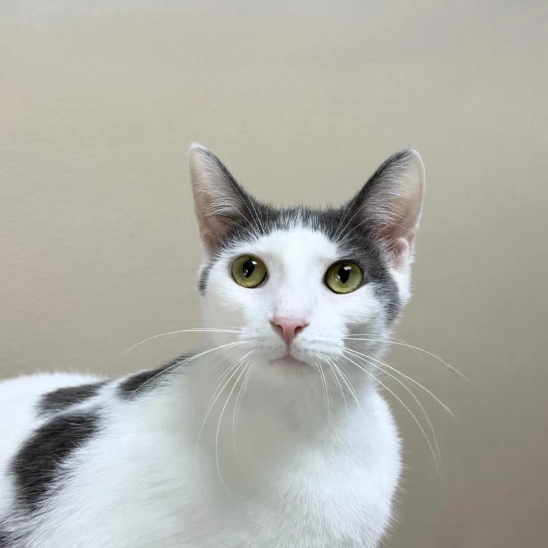 A young small-sized female Domestic Short Hair cat named Mailbox for adoption in State College, PA