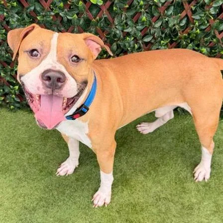 An adult medium-sized male Yellow / Tan / Blond / Fawn Mixed Breed dog named River for adoption in West Palm Beach, FL