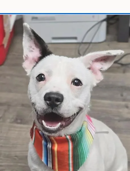 A young small-sized male White / Cream Jack Russell Terrier dog named Auggie for adoption in Boulder, CO