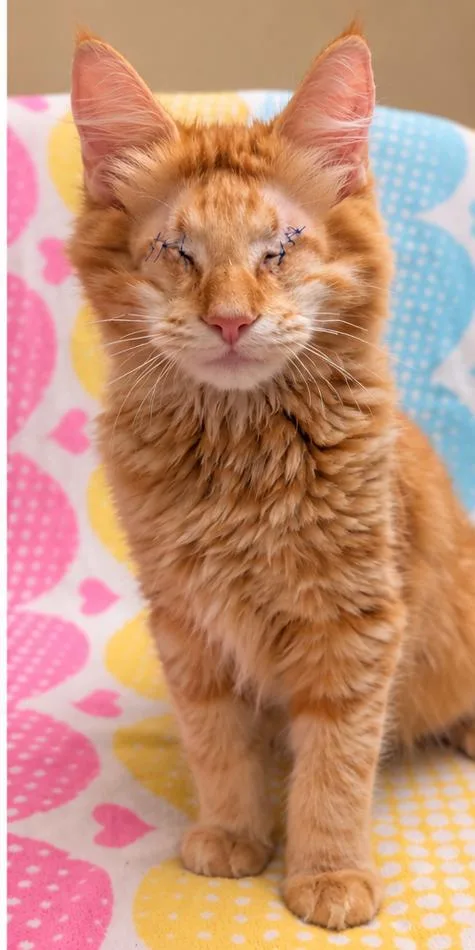 A young small-sized male Domestic Long Hair cat named Buiscuit for adoption in Encinitas, CA