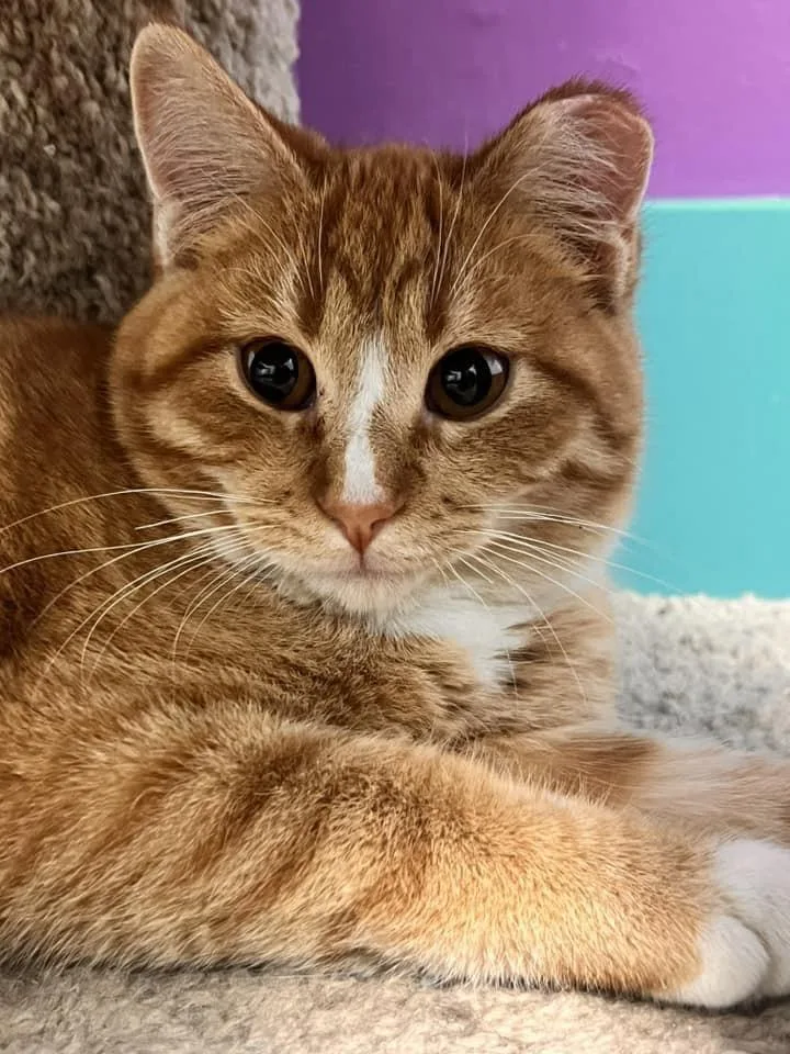 A young medium-sized male Tabby cat named Danny and Timmy for adoption in Grand Rapids, MI