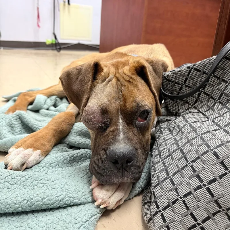 A young medium-sized male Brown / Chocolate Mixed Breed dog named Cricket for adoption in Auburn, AL