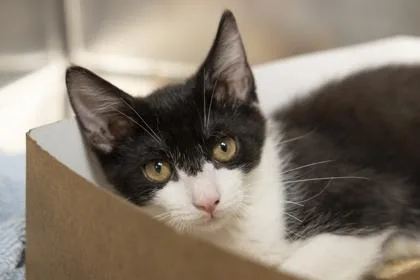 A young small-sized female Domestic Short Hair cat named B Pink for adoption in North Charleston, SC