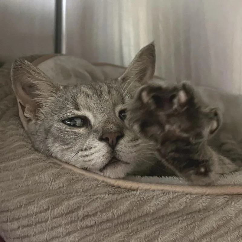 Lady Grey thumbnail 2