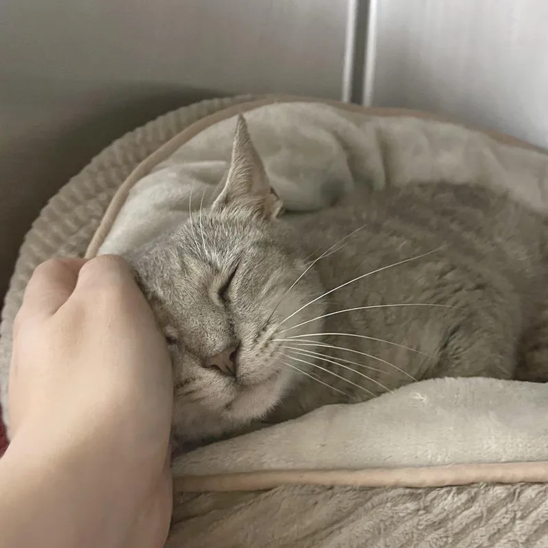 Lady Grey thumbnail 3