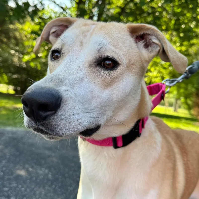 A young medium-sized female Yellow / Tan / Blond / Fawn Whippet dog named Macy for adoption in Deerfield, IL