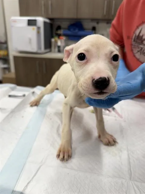 A baby small-sized female Labrador Retriever dog named Ilium for adoption in Baytown, TX