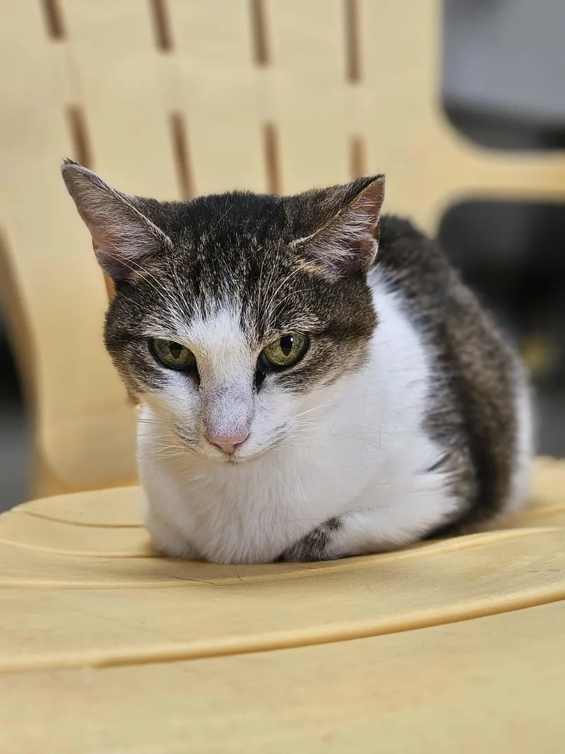 A senior medium-sized female Tabby (Brown / Chocolate) Domestic Short Hair cat named Luna for adoption in Wapakoneta, OH