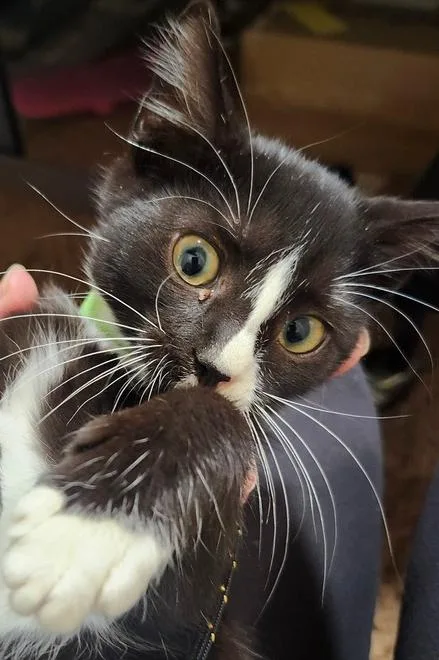 A baby small-sized female Black & White / Tuxedo Domestic Short Hair cat named Jinx for adoption in Virginia Beach, VA