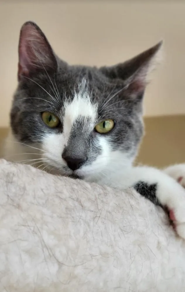 A baby small-sized male Gray & White Domestic Short Hair cat named Lagoon for adoption in Muskegon, MI