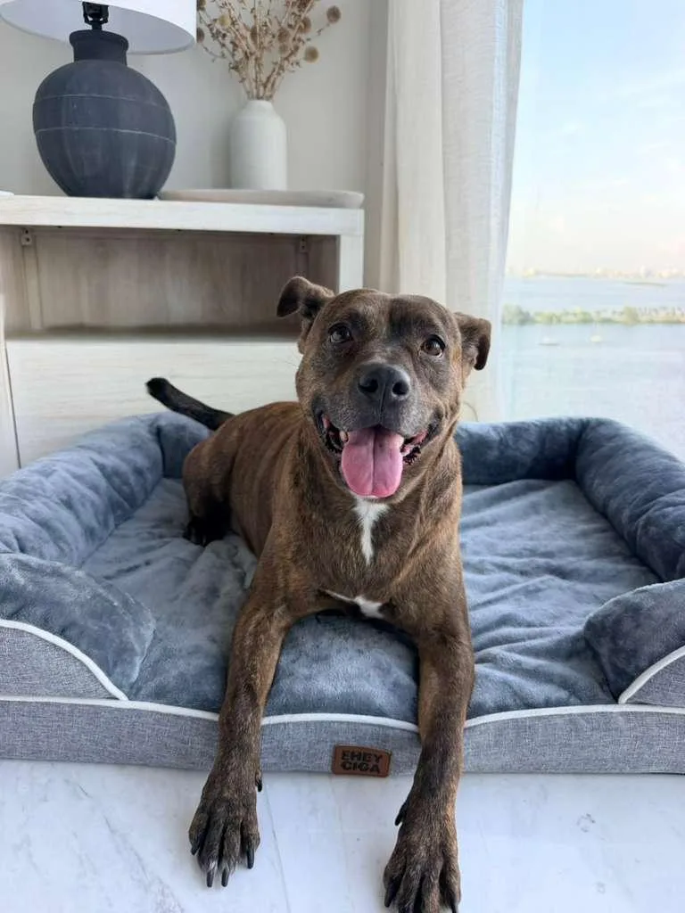 A young medium-sized female Brindle Dutch Shepherd dog named Maxine for adoption in Homestead, FL