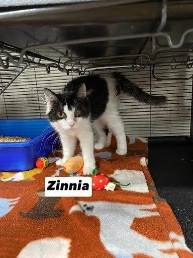 Zinnia thumbnail 2