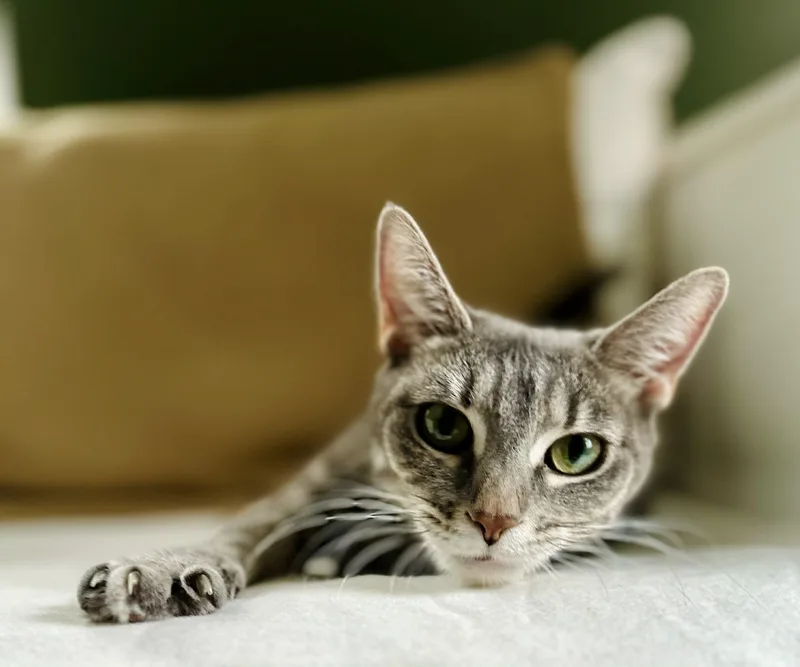 An adult medium-sized female Tabby (Gray / Blue / Silver) Domestic Short Hair cat named Sage for adoption in Belchertown, MA