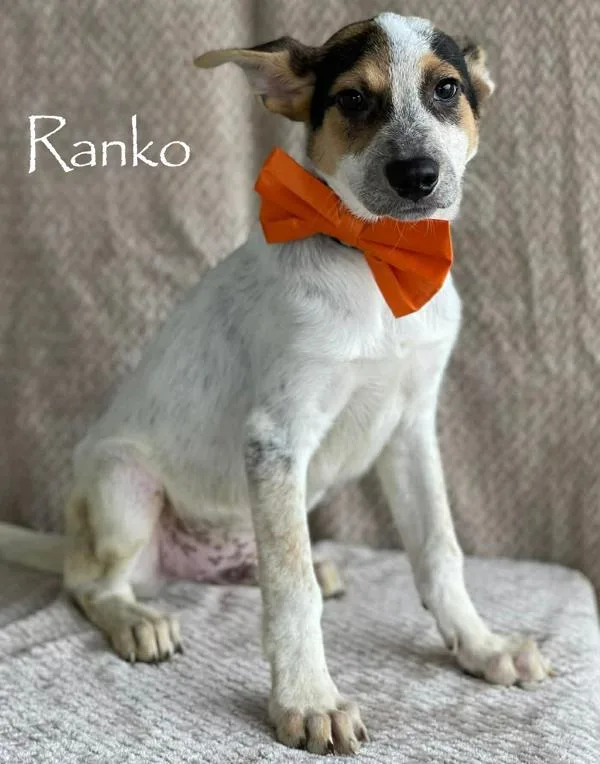 A baby large-sized male Australian Shepherd dog named Ranko for adoption in Sioux City, IA