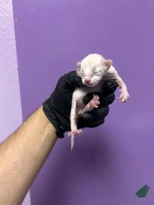 A baby small-sized female Domestic Short Hair cat named 61551204 for adoption in El Paso, TX