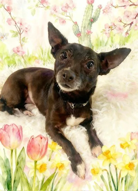 A baby small-sized female Black Chihuahua dog named Blossom for adoption in Tehachapi, CA
