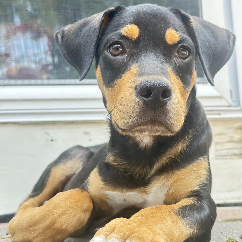 A baby medium-sized male Tricolor (Brown, Black, & White) Mixed Breed dog named Myles for adoption in South Plainfield, NJ