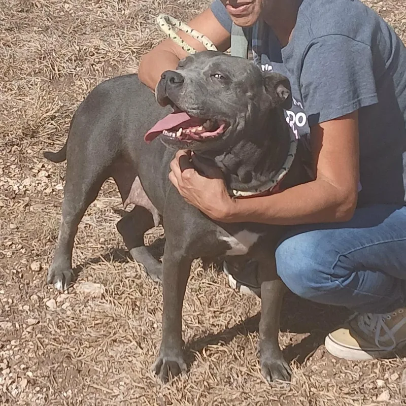 An adult large-sized female Pit Bull Terrier dog named Princess for adoption in Spring, TX