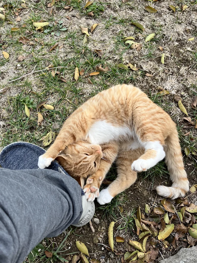 A young large-sized male Orange & White American Shorthair cat named Nugget for adoption in Moses Lake, WA