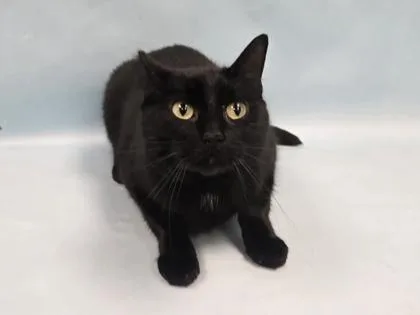 An adult small-sized female Domestic Short Hair cat named Cookie for adoption in Coon Rapids, MN