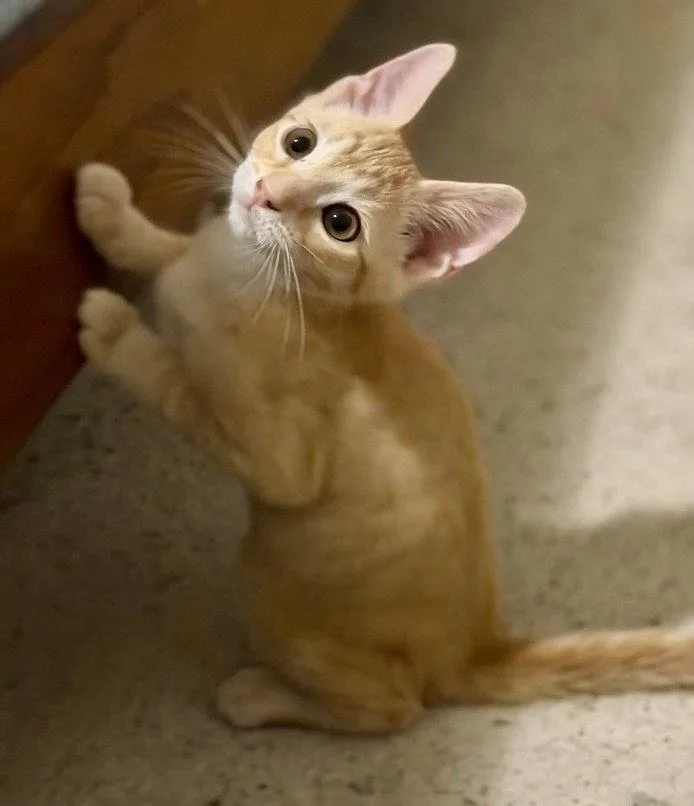 A young medium-sized male Tabby (Orange / Red) Tabby cat named Mouse for adoption in Garner, NC