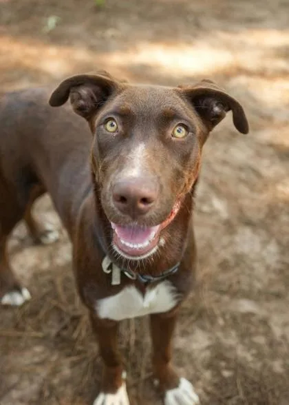 A young large-sized female Siberian Husky dog named Mimosa for adoption in Aiken, SC