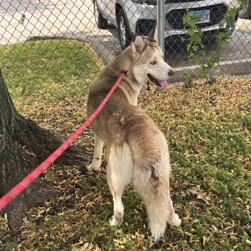 A young medium-sized male Apricot / Beige Husky dog named Reggie for adoption in Skokie, IL