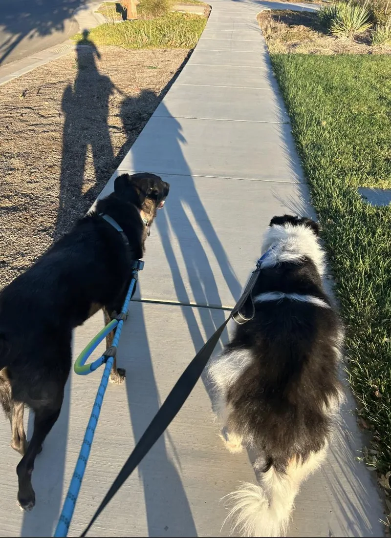 A senior medium-sized male Border Collie dog named Buca for adoption in Davis, CA
