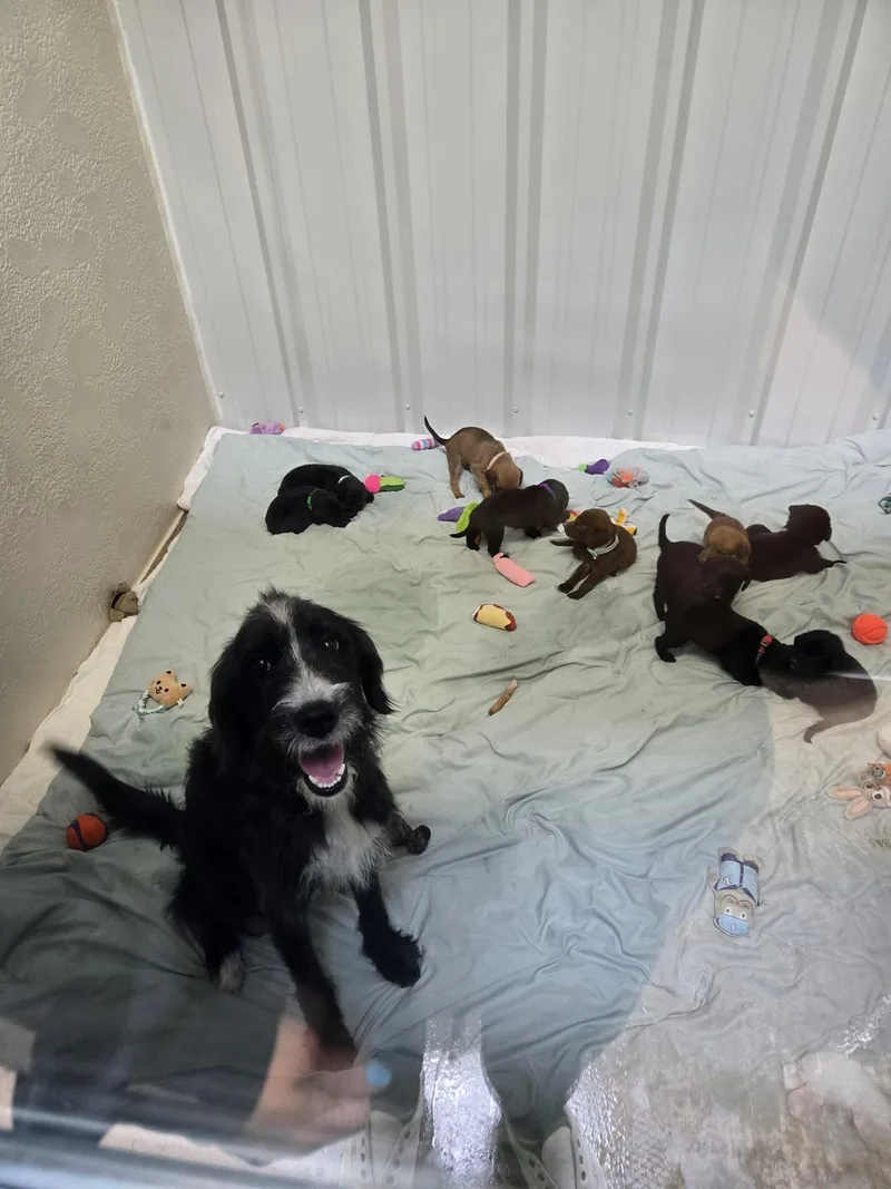 A baby medium-sized female Black Border Terrier dog named Russo And Puppies for adoption in Richmond, KY