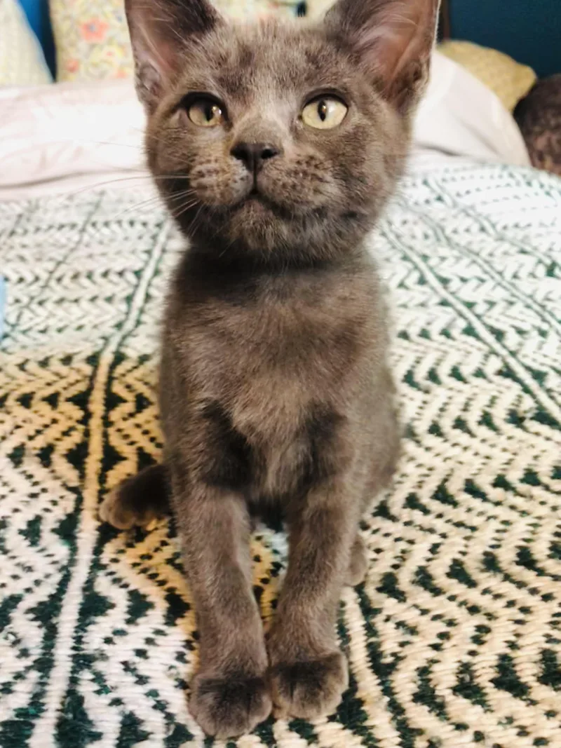 A baby medium-sized female Gray / Blue / Silver Domestic Short Hair cat named Misty for adoption in Portland, OR