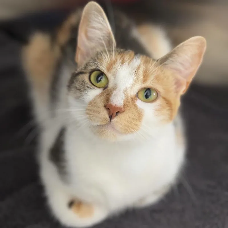 A young medium-sized female Calico Domestic Short Hair cat named Norma and Nancy for adoption in Fairfax, VA