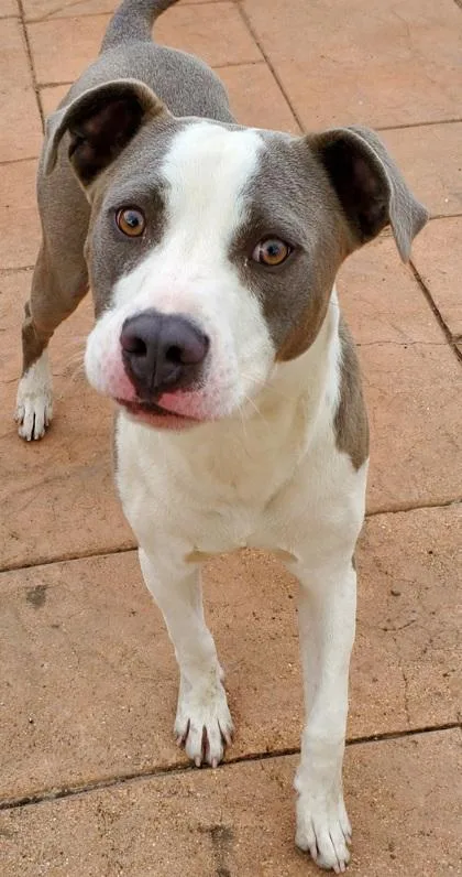 A young medium-sized male Terrier dog named Sonny for adoption in Shreveport, LA